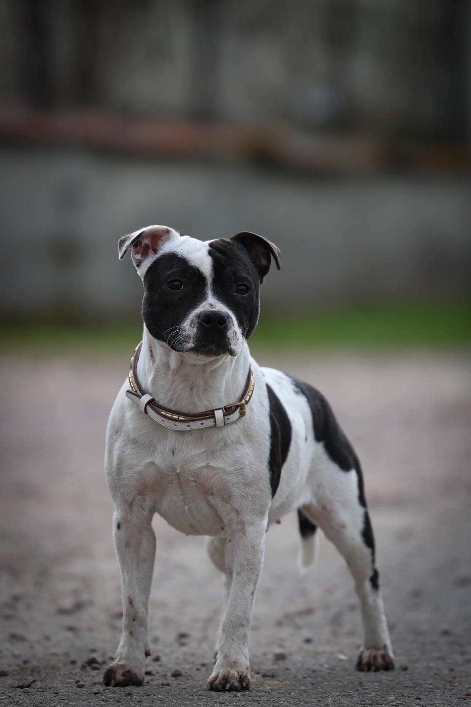 CH. Vendetta Bella Vita of Spirit Wolf Addict - 1ere Excellente, CACS, R. CACIB