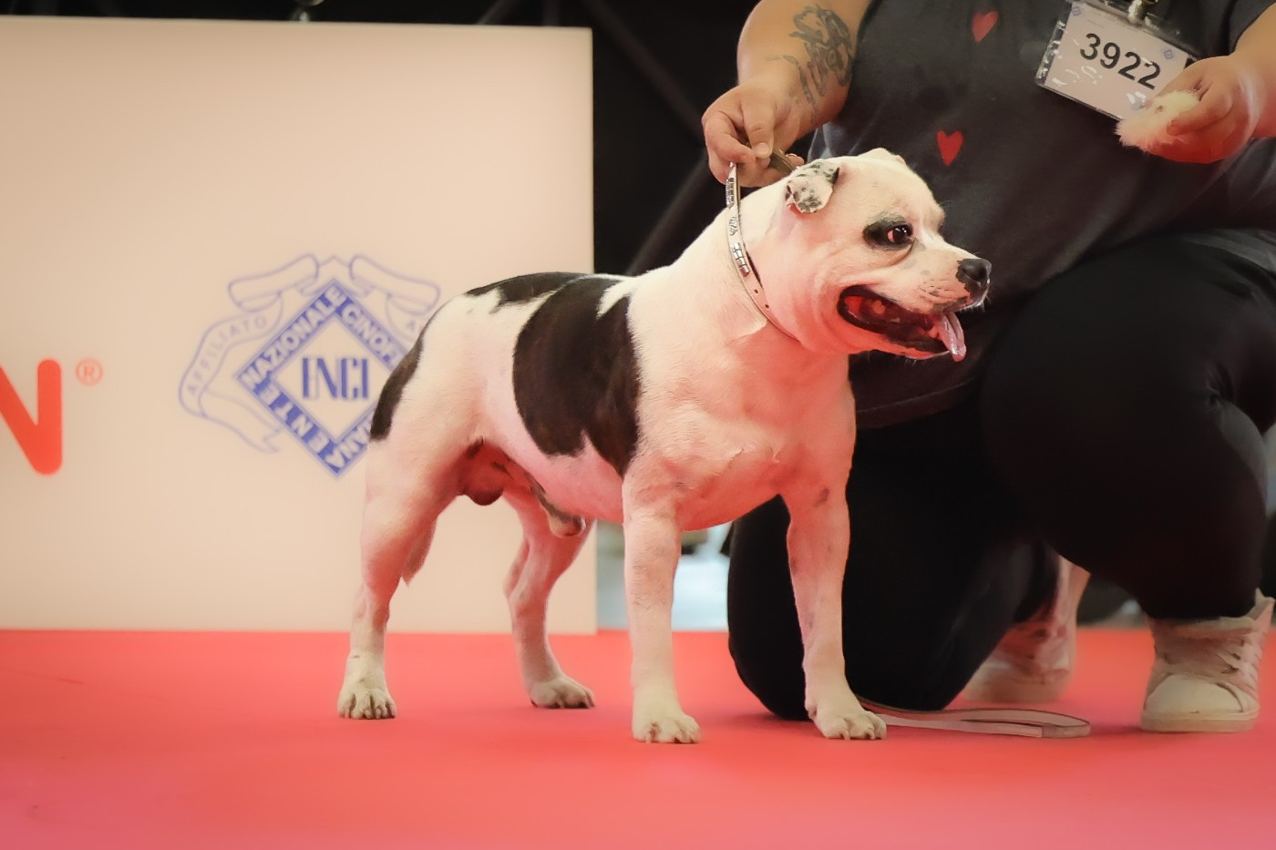 CH. Poseidon Bull Zulu' - Excellent