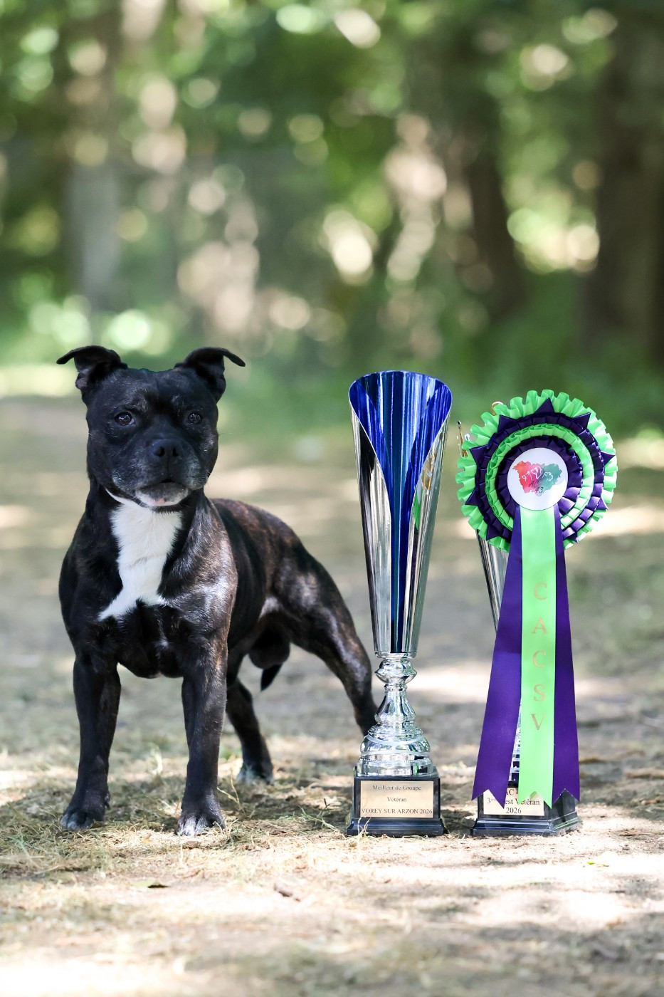 CH. Naiko New Esperanza of Spirit Wolf Addict - 1er Excellent, CACS-V, Meilleur Veteran, 1er Best Veteran Group 3, 3ème Best Veteran de l'Exposition