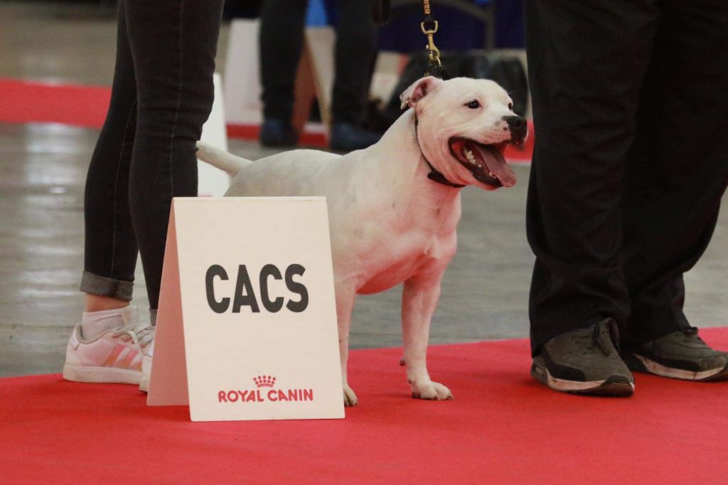 Sex bomb machine of Spirit Wolf Addict - 1er Excellent, CACS