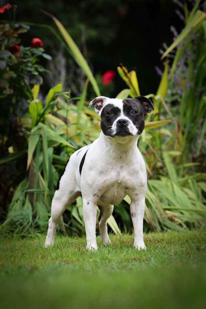 CH. Vendetta bella vita of Spirit Wolf Addict - 1ere Excellent /3, CAC-J, Meilleure Jeune