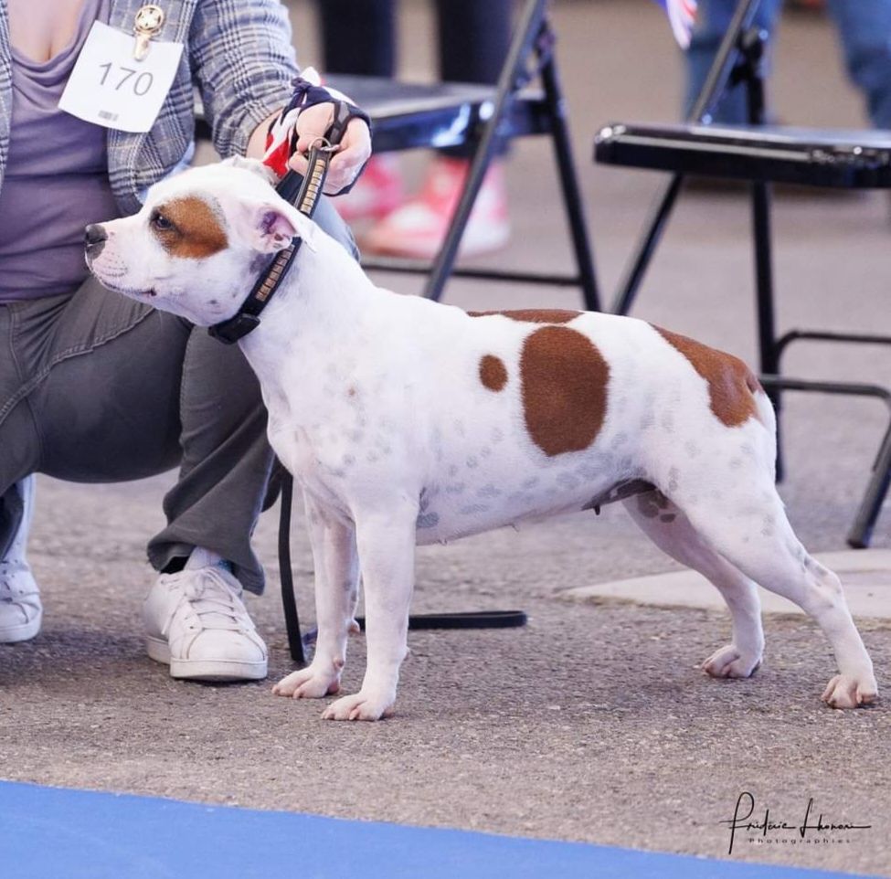 Temptation ultime umea Spirit Wolf Addict - Très Bon Non Classé