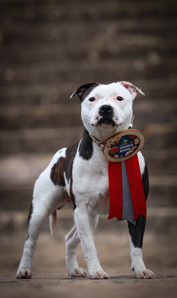 Ultime sensation folle aka swanna of Spirit Wolf Addict - 2ème Excellent (5) / Réserve de CACS / R.CACIB