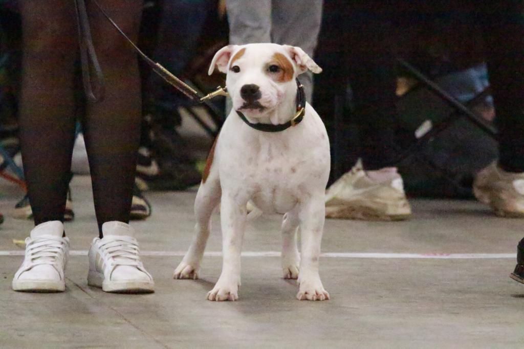 Temptation ultime umea Spirit Wolf Addict - Très Prometteuse NC