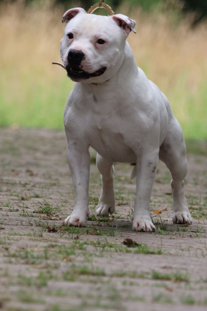 Sex bomb machine of Spirit Wolf Addict - Excellent Non Classé