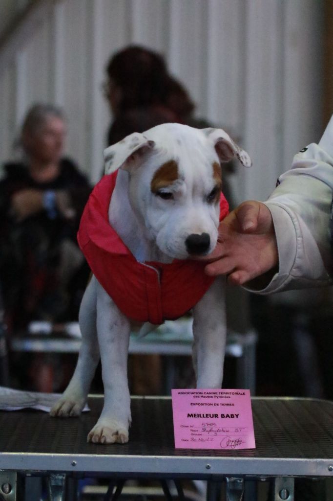 Temptation ultime umea Spirit Wolf Addict - 1ere Très Prometteuse, Meilleur Baby