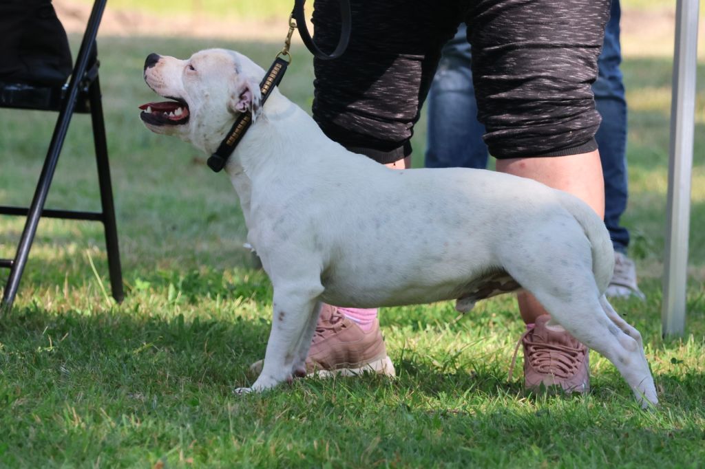 Sex bomb machine of Spirit Wolf Addict - Très Bon Non Classé