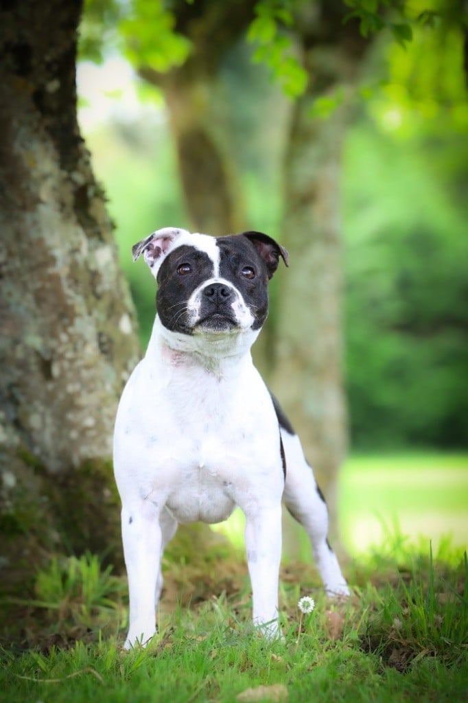 CH. Vendetta bella vita of Spirit Wolf Addict - 1ere Excellent, CACS-J /2