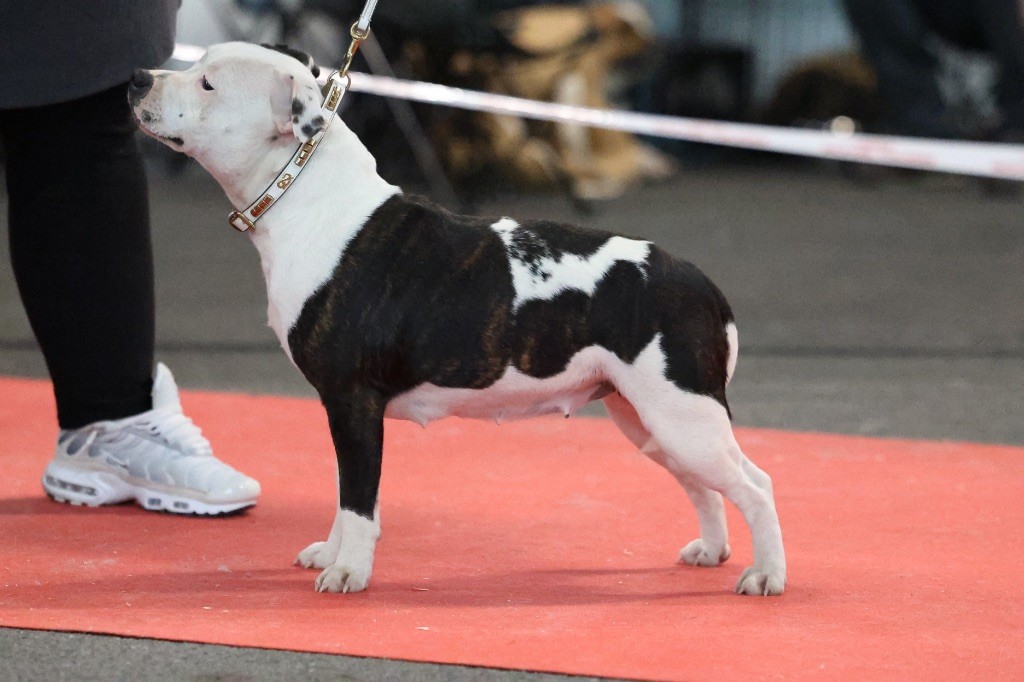 Ultime sensation folle aka swanna of Spirit Wolf Addict - 4eme Excellent/6