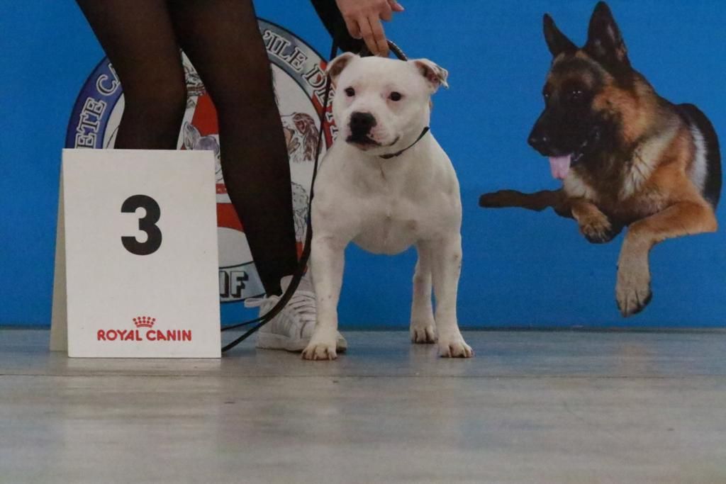 Sex bomb machine of Spirit Wolf Addict - 3eme Excellent