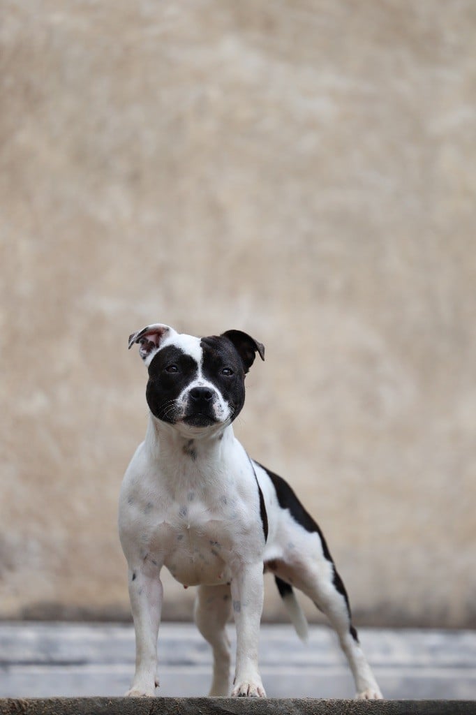 CH. Vendetta bella vita of Spirit Wolf Addict - 2ème Excellent/2