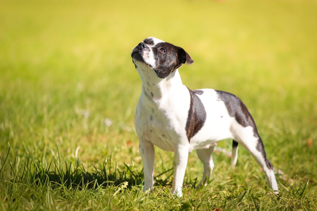 CH. Vendetta bella vita of Spirit Wolf Addict - 2eme Très Bon /2