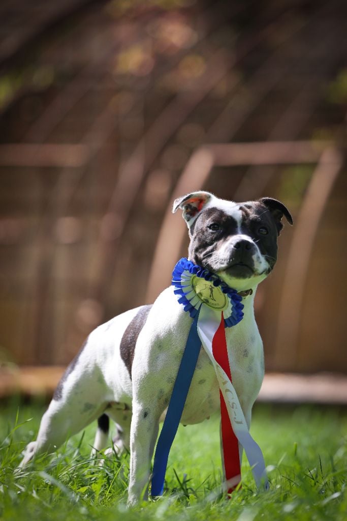 CH. Vendetta bella vita of Spirit Wolf Addict - 1ere Excellent /1, CAC-J, Meilleure Jeune