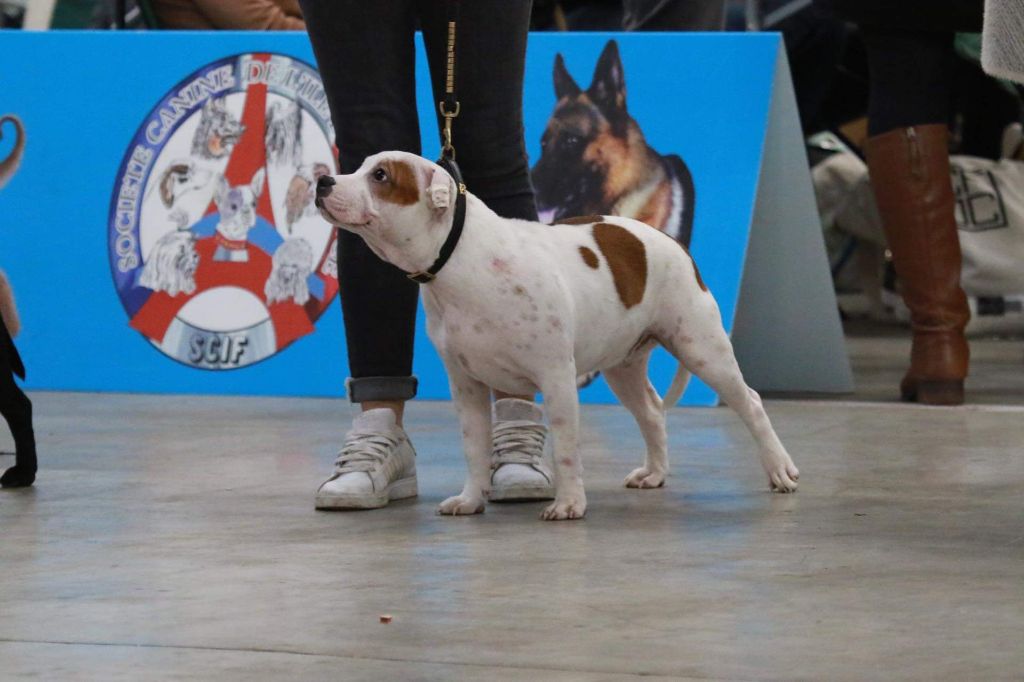 Temptation ultime umea Spirit Wolf Addict - Très Prometteuse