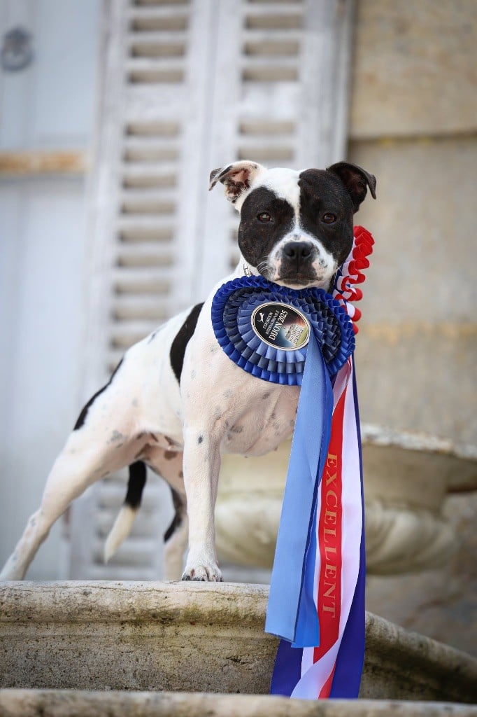 CH. Vendetta bella vita of Spirit Wolf Addict - 2ème Excellent /9