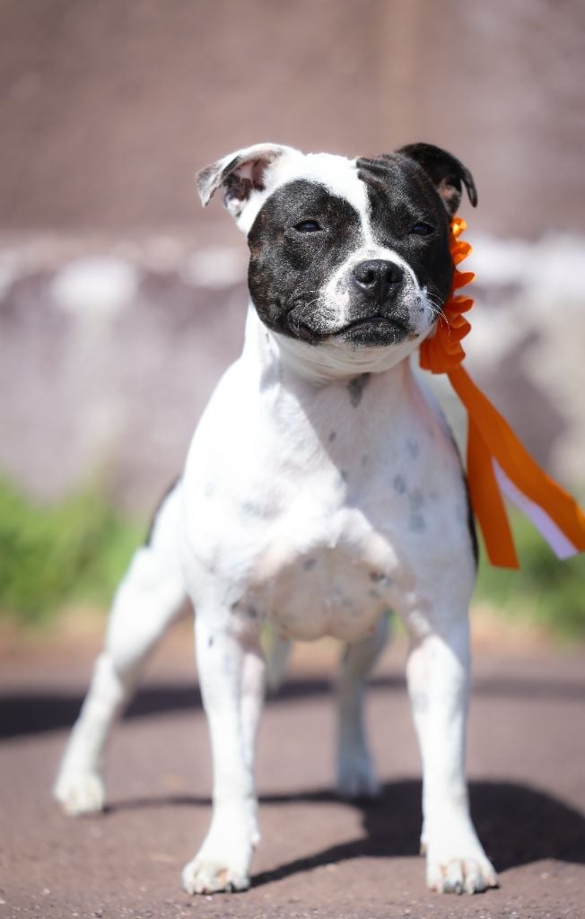 CH. Vendetta bella vita of Spirit Wolf Addict - 2eme Excellent /6