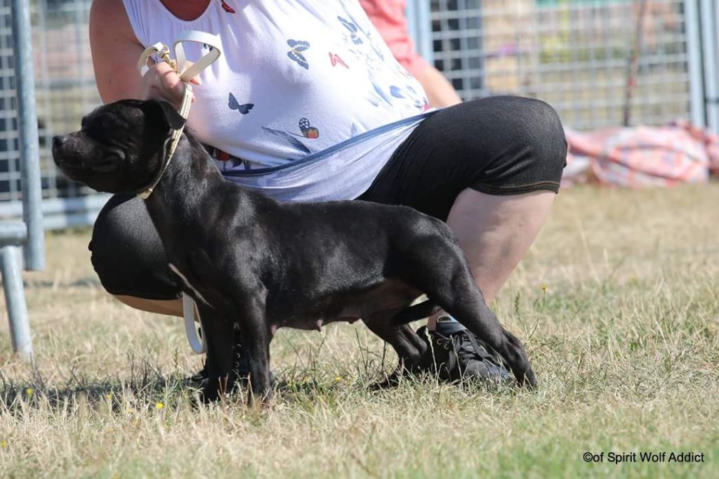 Lupa Du Domaine Des Legendes De Gaia - Très Bon non classé