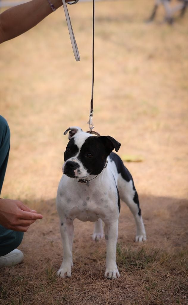 CH. Vendetta bella vita of Spirit Wolf Addict - 4ème Excellent /9