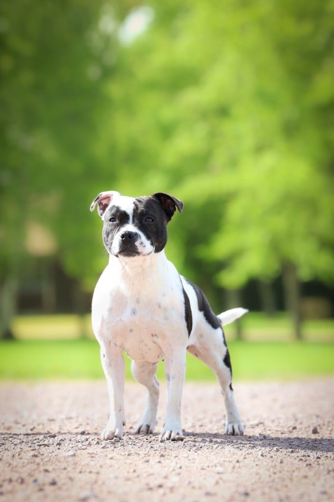 CH. Vendetta bella vita of Spirit Wolf Addict - Excellent NC/30