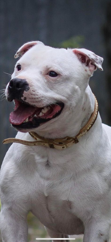 Sex bomb machine of Spirit Wolf Addict - Excellent Non Classé