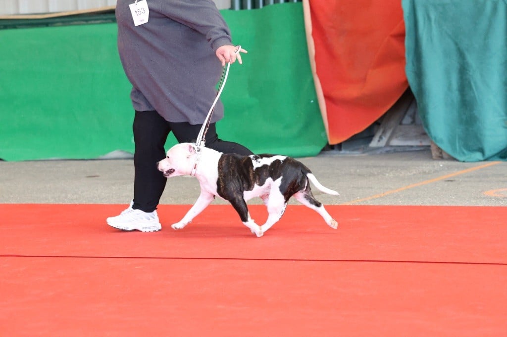 Ultime sensation folle aka swanna of Spirit Wolf Addict - Très Bon NC/35