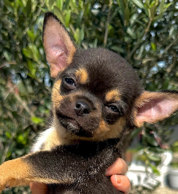 Undiz - Chihuahua