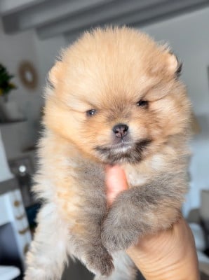 Les chiots de Spitz allemand