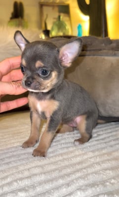 Les chiots de Chihuahua