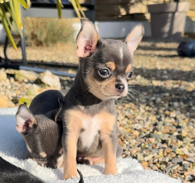 Les chiots de Chihuahua
