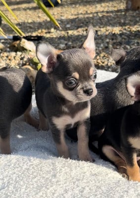 Les chiots de Chihuahua
