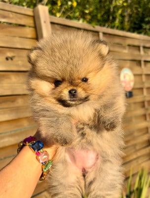 Les chiots de Spitz allemand