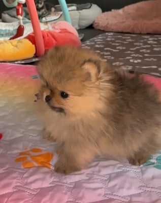 Les chiots de Spitz allemand