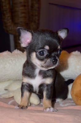 Les chiots de Chihuahua