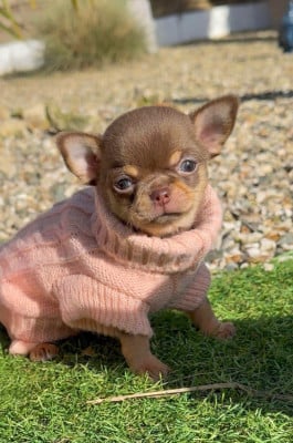 Les chiots de Chihuahua