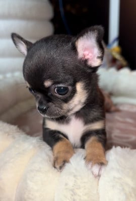 Les chiots de Chihuahua