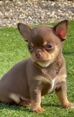 Les chiots de Chihuahua