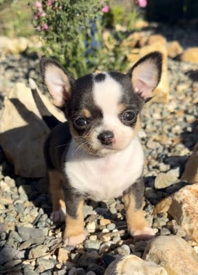Les chiots de Chihuahua