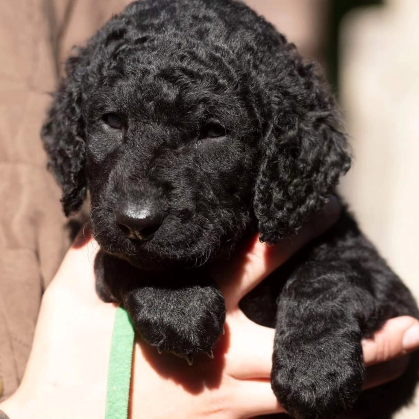 ROSE - Curly Coated Retriever