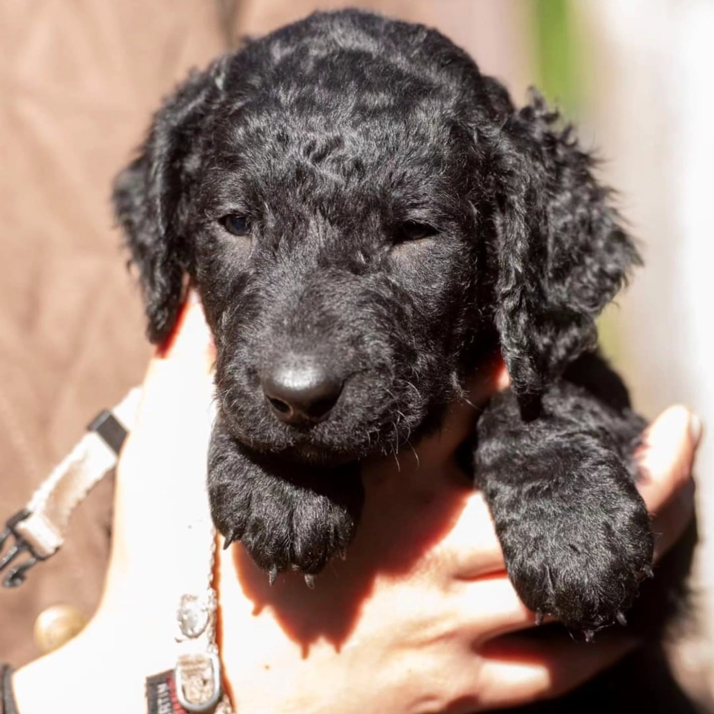 Curly Coated Retriever - Du Moulin Du Paulu