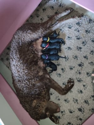 Les chiots de Curly Coated Retriever