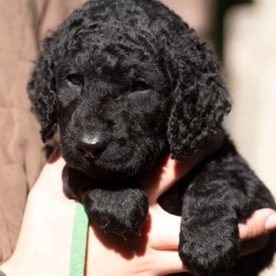 Les chiots de Curly Coated Retriever
