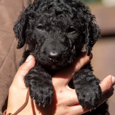 Les chiots de Curly Coated Retriever