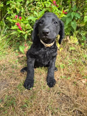 Les chiots de Curly Coated Retriever