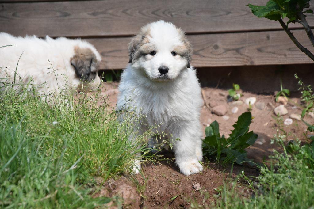 Montagne Des Pyrénées Chien De Montagne Des Pyrénées L