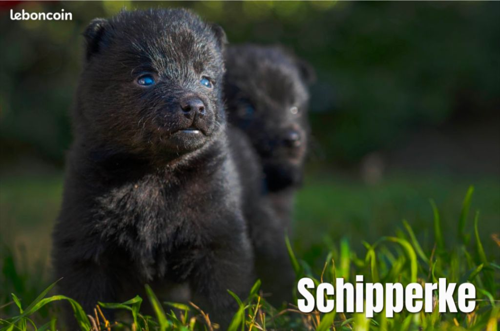 CHIOT 1 - Schipperke