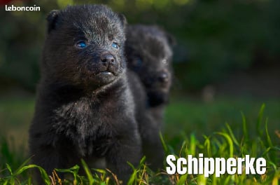 Les chiots de Schipperke