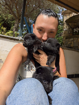 Les chiots de Schipperke