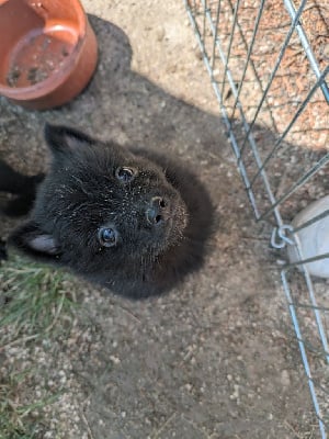 Les chiots de Schipperke