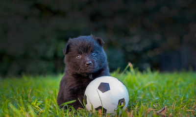 Les chiots de Schipperke