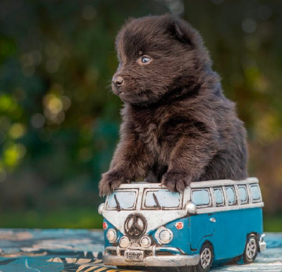 Les chiots de Schipperke